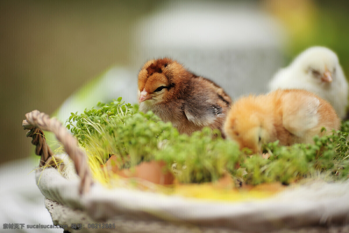 睡觉的小鸡 可爱小鸡图片 小鸡 家禽 小动物 动物世界 鸡蛋 母鸡 老母鸡 母鸡和鸡蛋 鸡窝 鸡窝里的鸡蛋 里 母鸡孵蛋 鸡窝里的小鸡 灰色