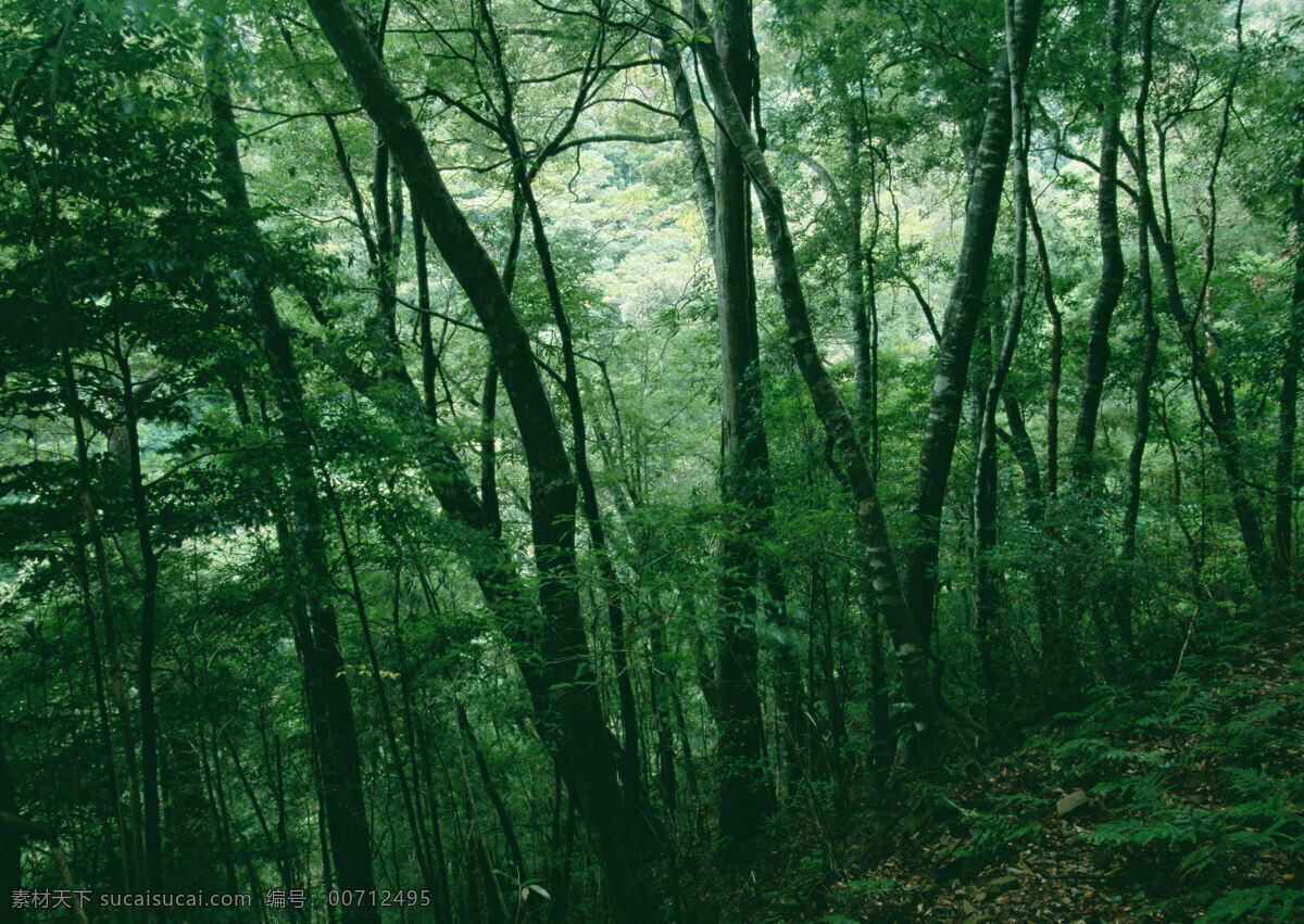 树林图片 森林树木 树林风景图片 树林高清图片 树木树叶 植物素材 生物世界 高清图片 花草树木