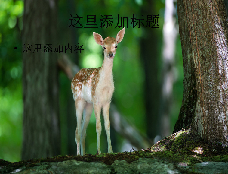 森林 精灵 可爱 大 眼 长 睫毛 小鹿 高清 模板