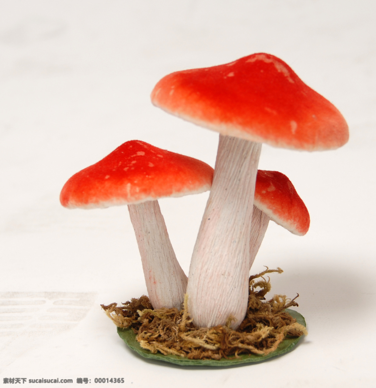 红色 蘑菇 摄影图片 摄影素材 漂亮的蘑菇 红色的蘑菇 高清蘑菇图片 设计素材 花草 生物世界