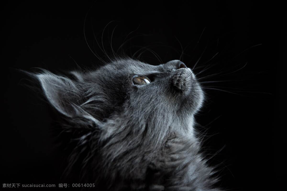 动物 猫 黑色背景 安静 仰望 可爱