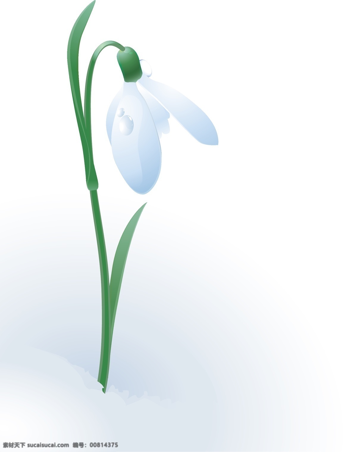 雪花莲向量 白色