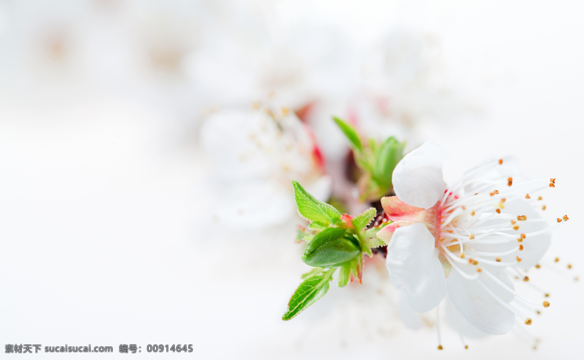 樱花 春天 花瓣 花草 花朵 花蕾 花蕊 生物世界 鲜花 鲜艳 唯美 桃花 psd源文件