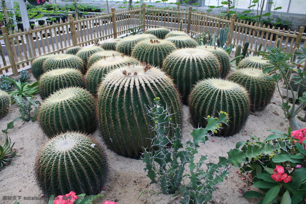 仙人球 背景 花草 花朵 景观 生物世界 实拍 仙人掌 相片 农业局生产