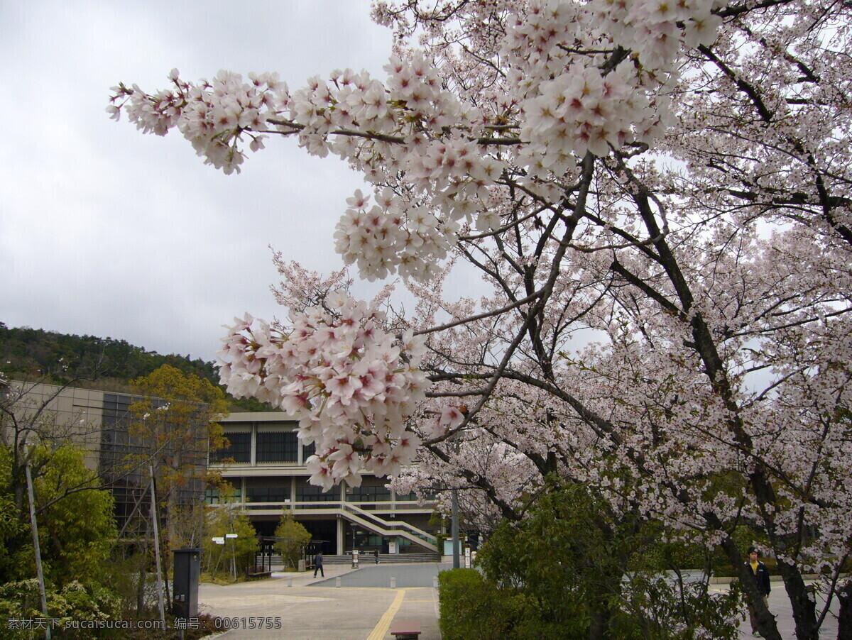 日本 樱花 风景图片 校园植物花卉