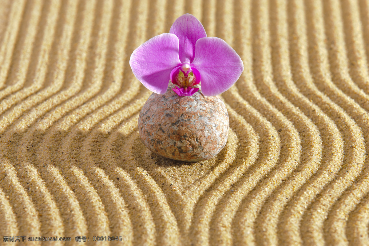 沙漠 上 鹅卵石 蝴蝶兰 沙地 石头 花朵 花卉 植物 其他类别 生活百科