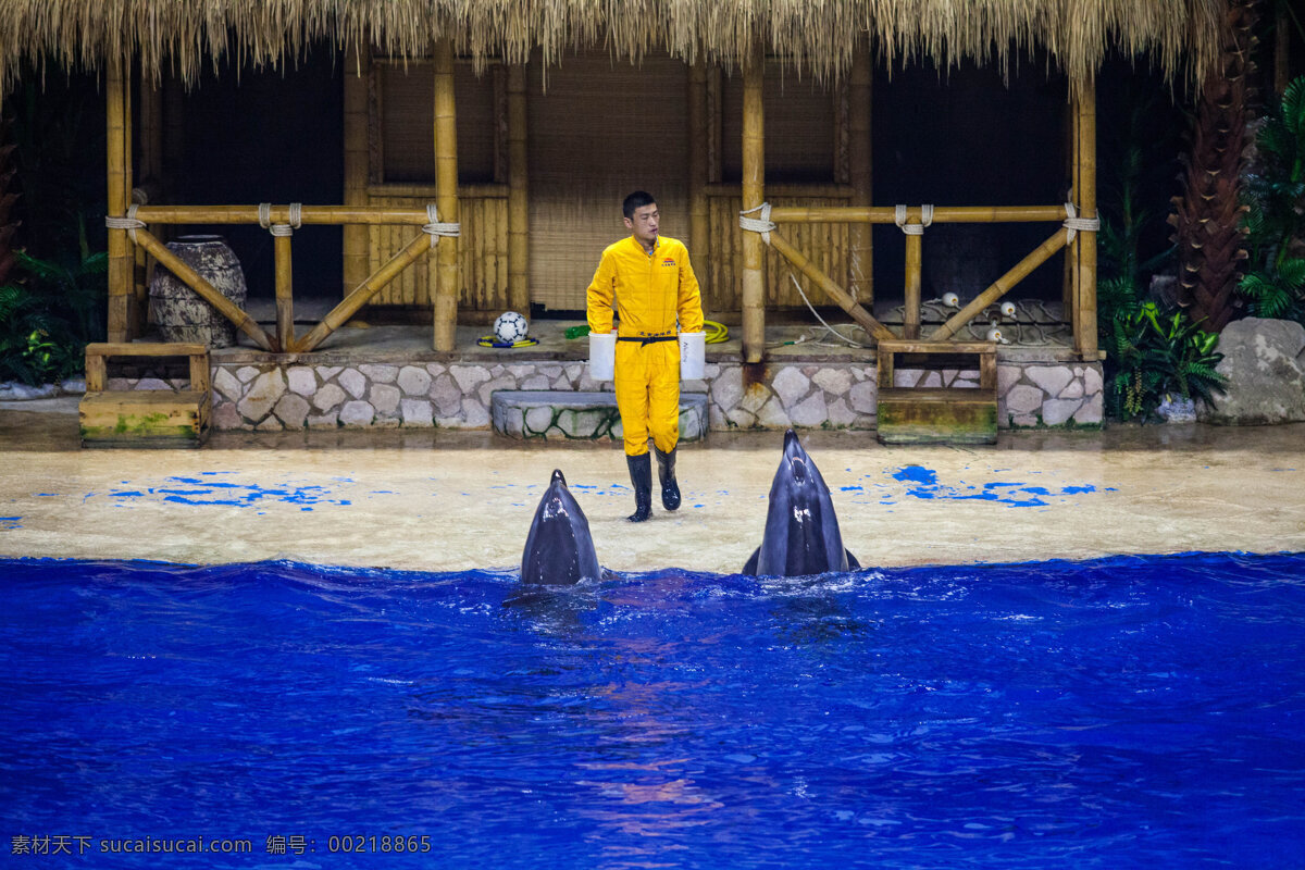 北京 海底 海豚 海洋 海洋生物 旅游 旅游景点 北京海洋馆 主题乐园 现代建筑 鱼类 生物世界