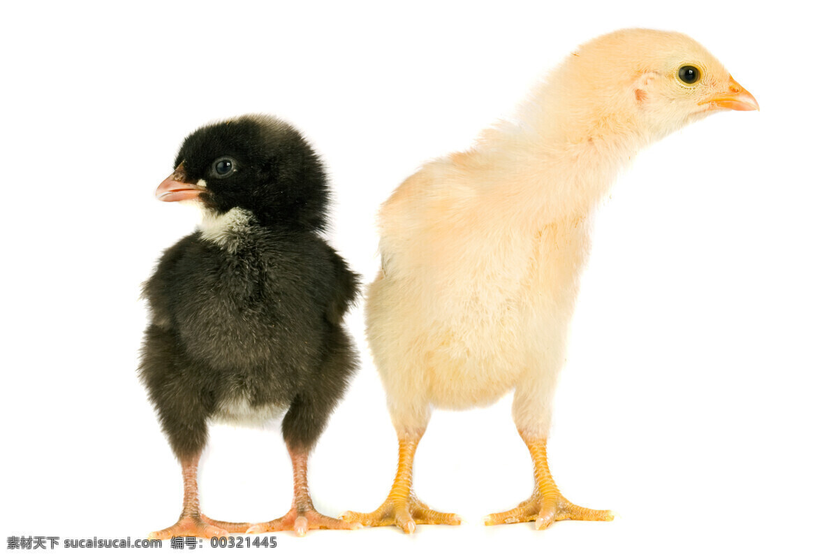 可爱 小鸡 鸡蛋 高清 动物特写 可爱小鸡 动物 动物世界 陆地动物 动物图片 白色