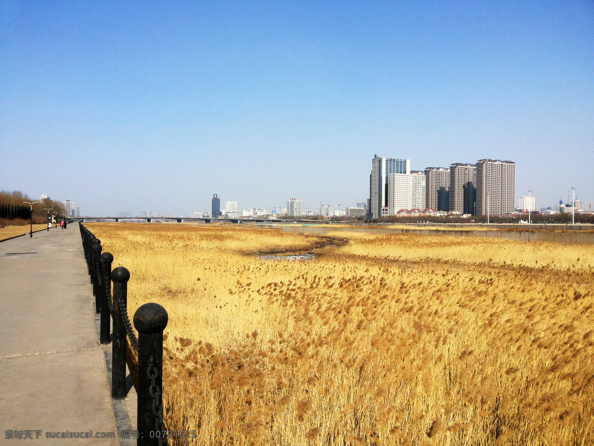 太原汾河芦苇 山西 太原 汾河 芦苇 城市印象 旅游摄影 人文景观 黄色