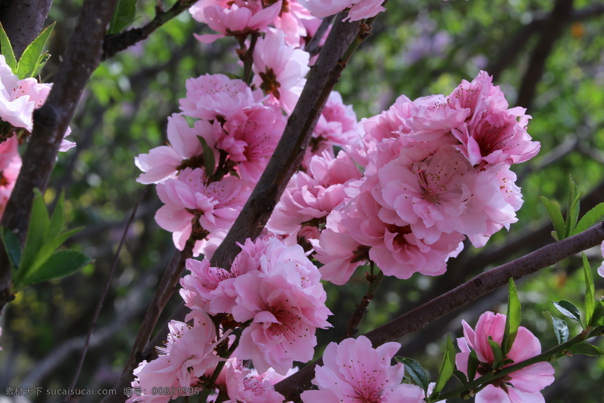 龙柱碧桃 碧桃花儿 园林美景 红粉碧桃 红粉桃花 观赏桃花 重瓣桃花 花朵 花蕊 花瓣 枝叶 春天 花卉 山桃碧桃 生物世界 花草