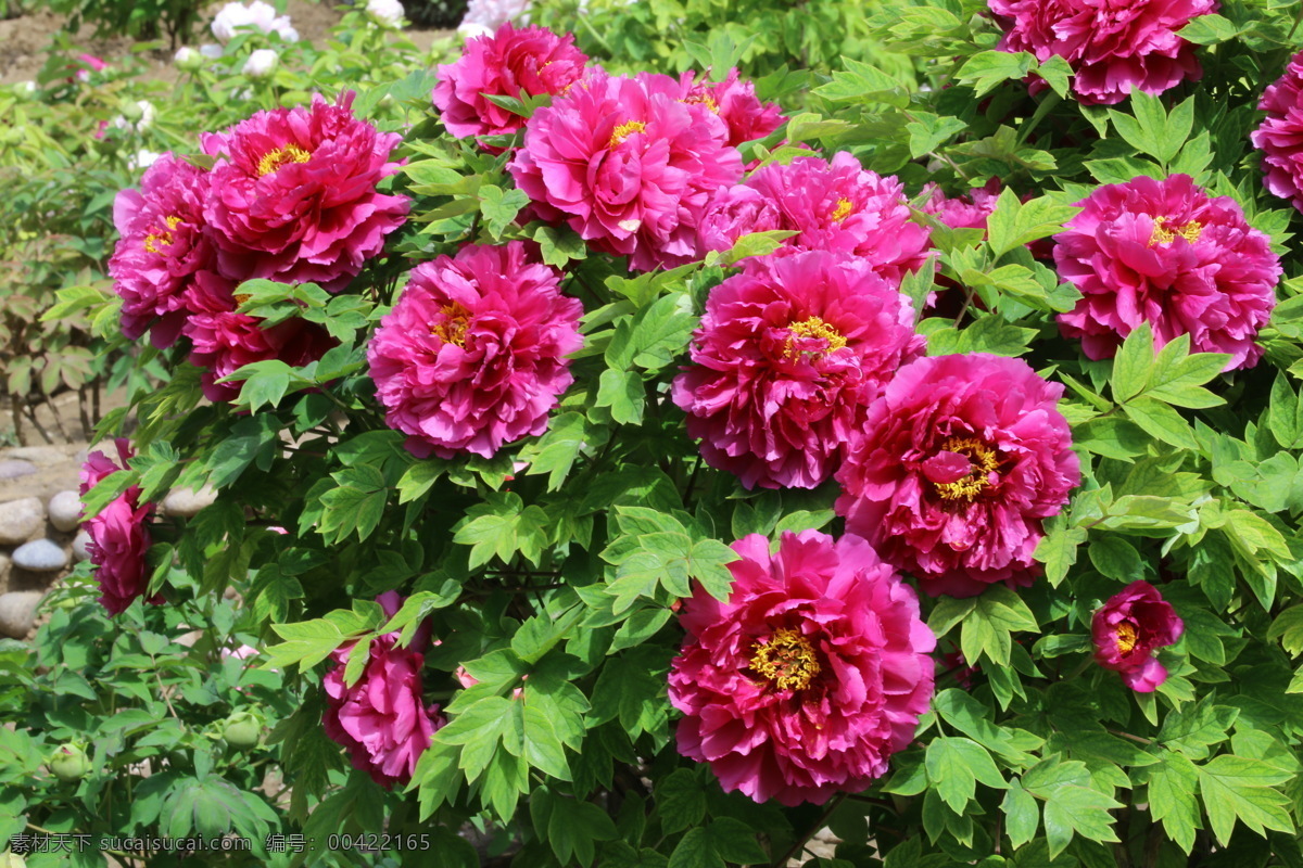 牡丹花 牡丹 观赏花卉 鼠姑 木芍药 百雨金 洛阳花 花朵 花瓣 花蕊 花卉 花儿 花草 植物 园林绿化 绿化景观 芍药牡丹 生物世界