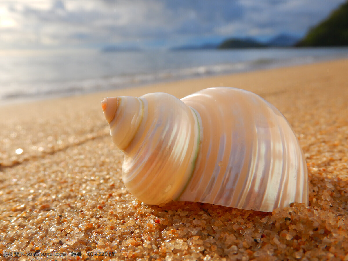 海螺图片 玉螺 鹑螺 蝾螺 海螺 海滩 海边 沙滩 动物 生物世界 海洋生物