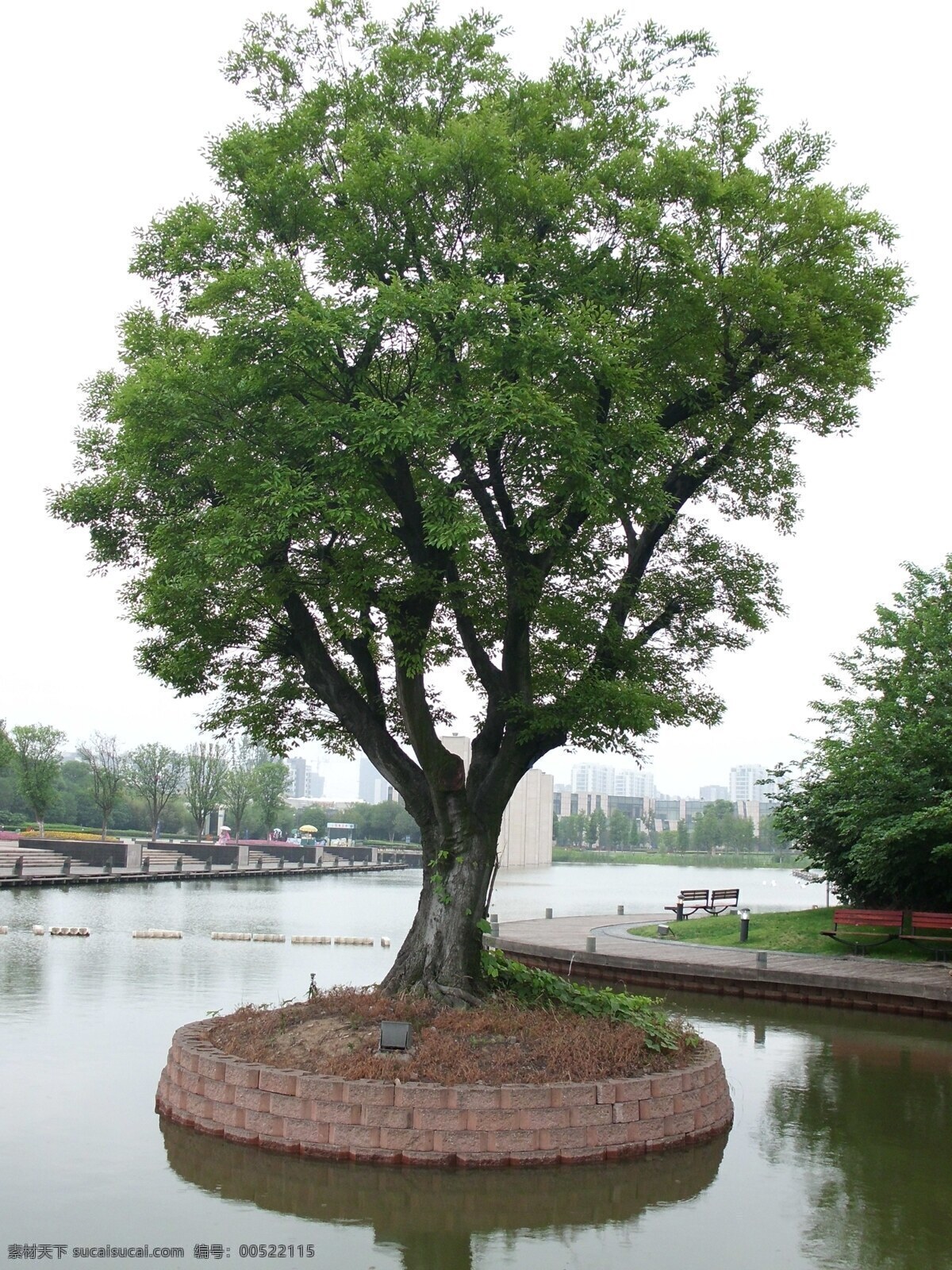 水中树 绿树 大树 绿水 蓝天 公园 生物世界 树木树叶