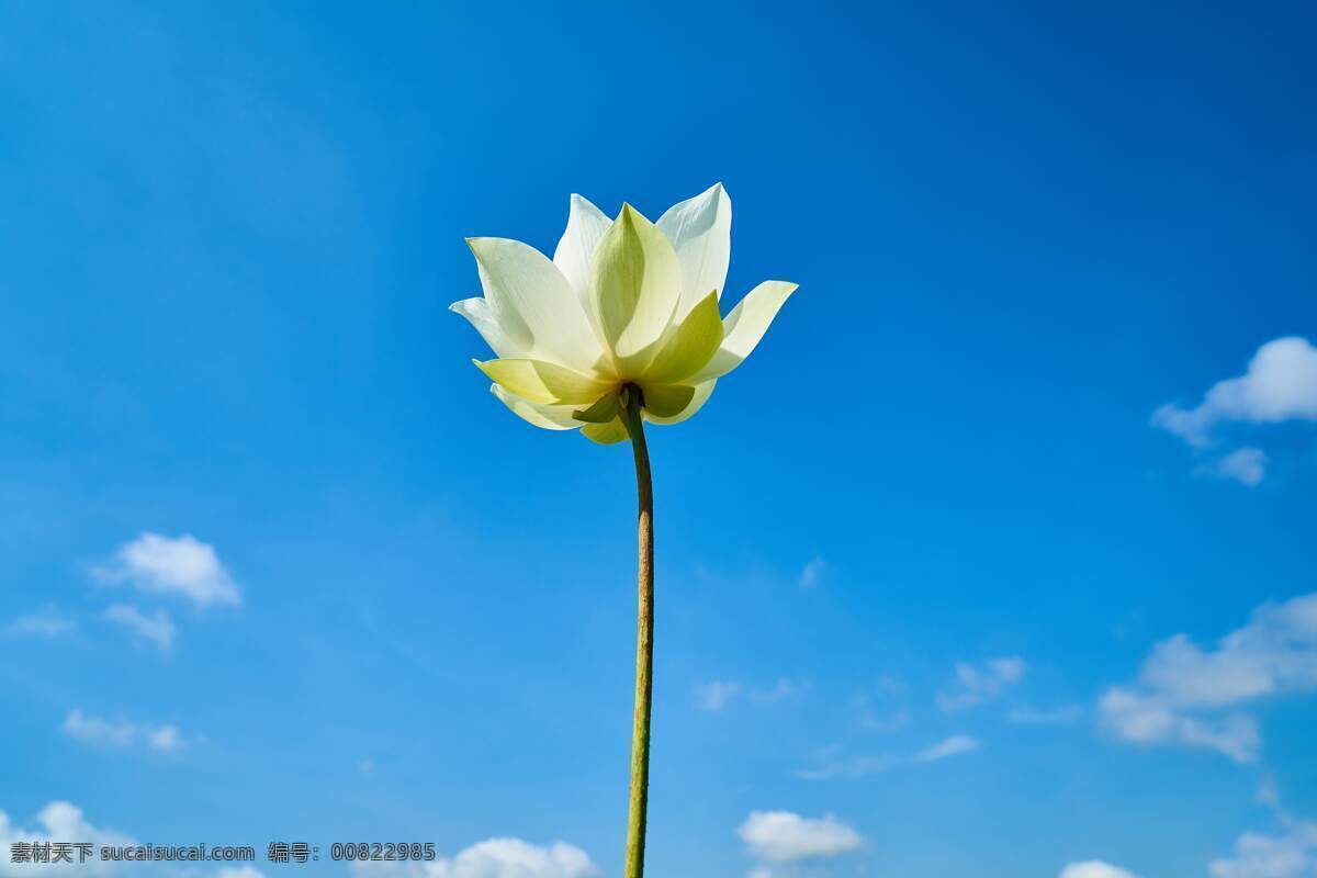 荷花 背景 花 鲜花 花儿 花朵 树叶 绿叶 特写 壁纸 美丽 漂亮 生物世界 花草