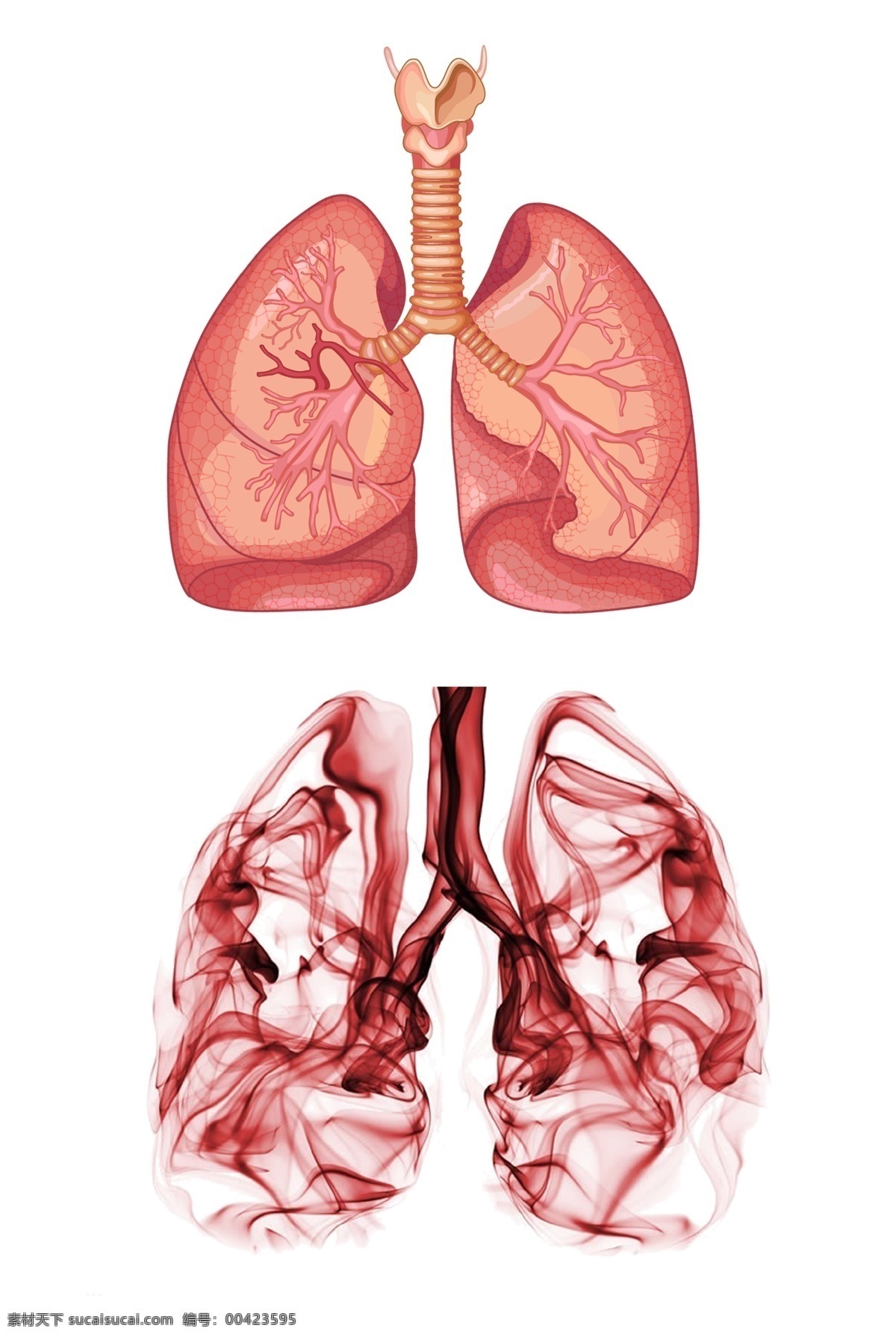 肺部器官图 人体器官 创意肺部 肺部 器官 心肺 创意肺部插画 创意设计 插画 健康 肺