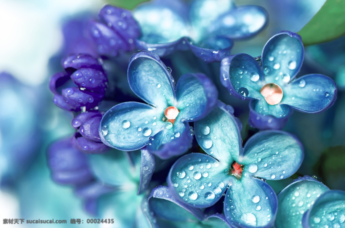 雨后 唯美 蓝紫色花朵 水珠 唯美花朵 鲜花