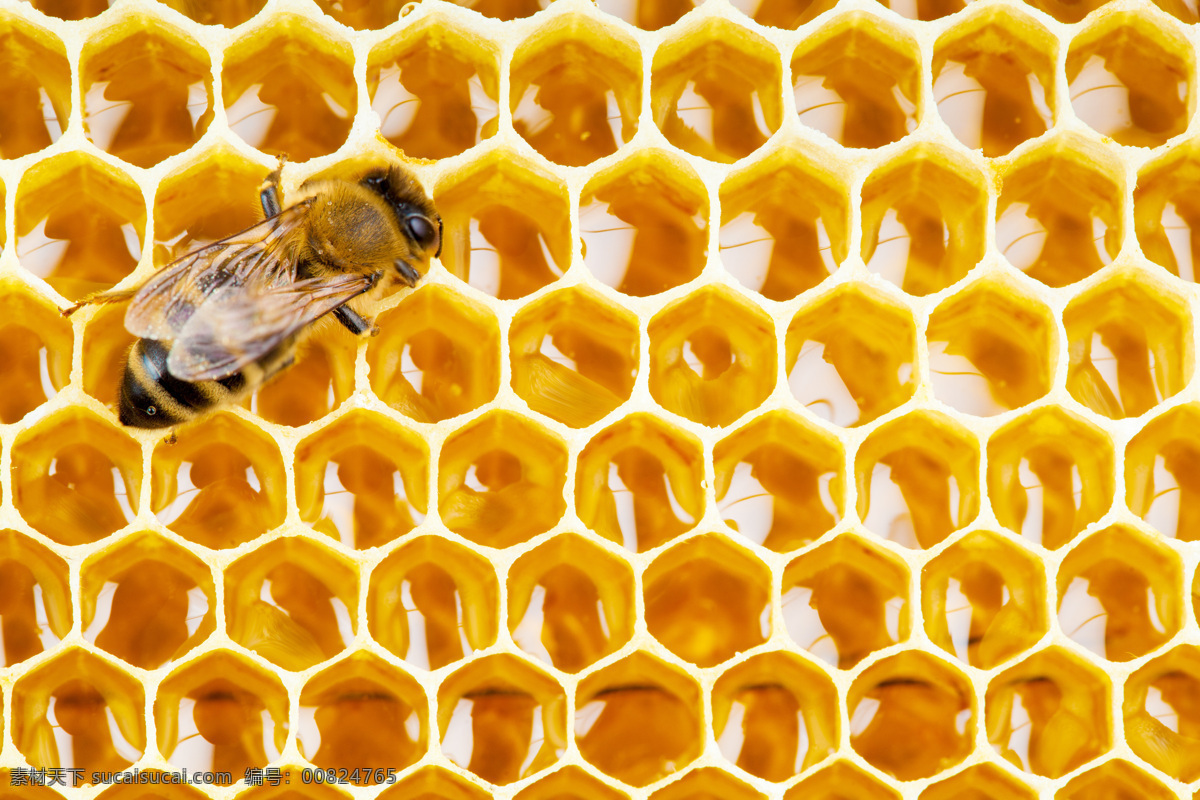 蜂蜜 花蜜 蜜糖 蜂蜜水 天然蜂蜜 手工蜂蜜 手工花蜜 天然花蜜 蜂窝蜜 纯天然蜂蜜 纯手工蜂蜜 蜂蜜巢 蜂巢蜜 餐饮美食 食物原料