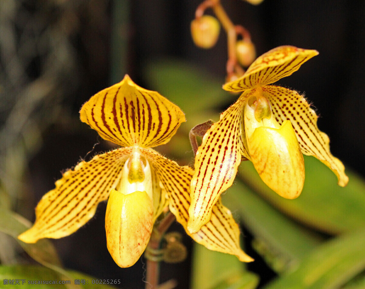 兜兰 兰花 洋兰 兰花特写 拖鞋兰 花卉 花草 生物世界