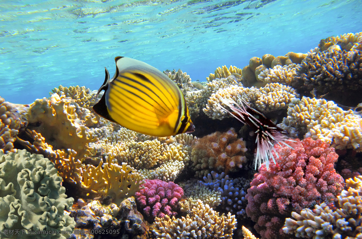 海洋生物 大海 海底 海底世界 珊瑚 生物世界 鱼 鱼类 洋生物 鱼群