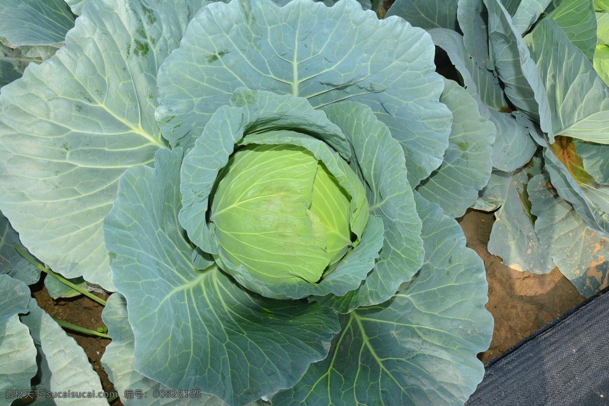 包菜 扁甘蓝 蔬菜 农业 种子 生物世界