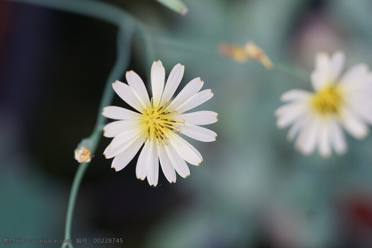 田野 白色 苦 菊花 花 野花 苦菊花 田野春色 高清 特写 微距 电脑桌面 小清新 静物拍摄 生物世界 花草