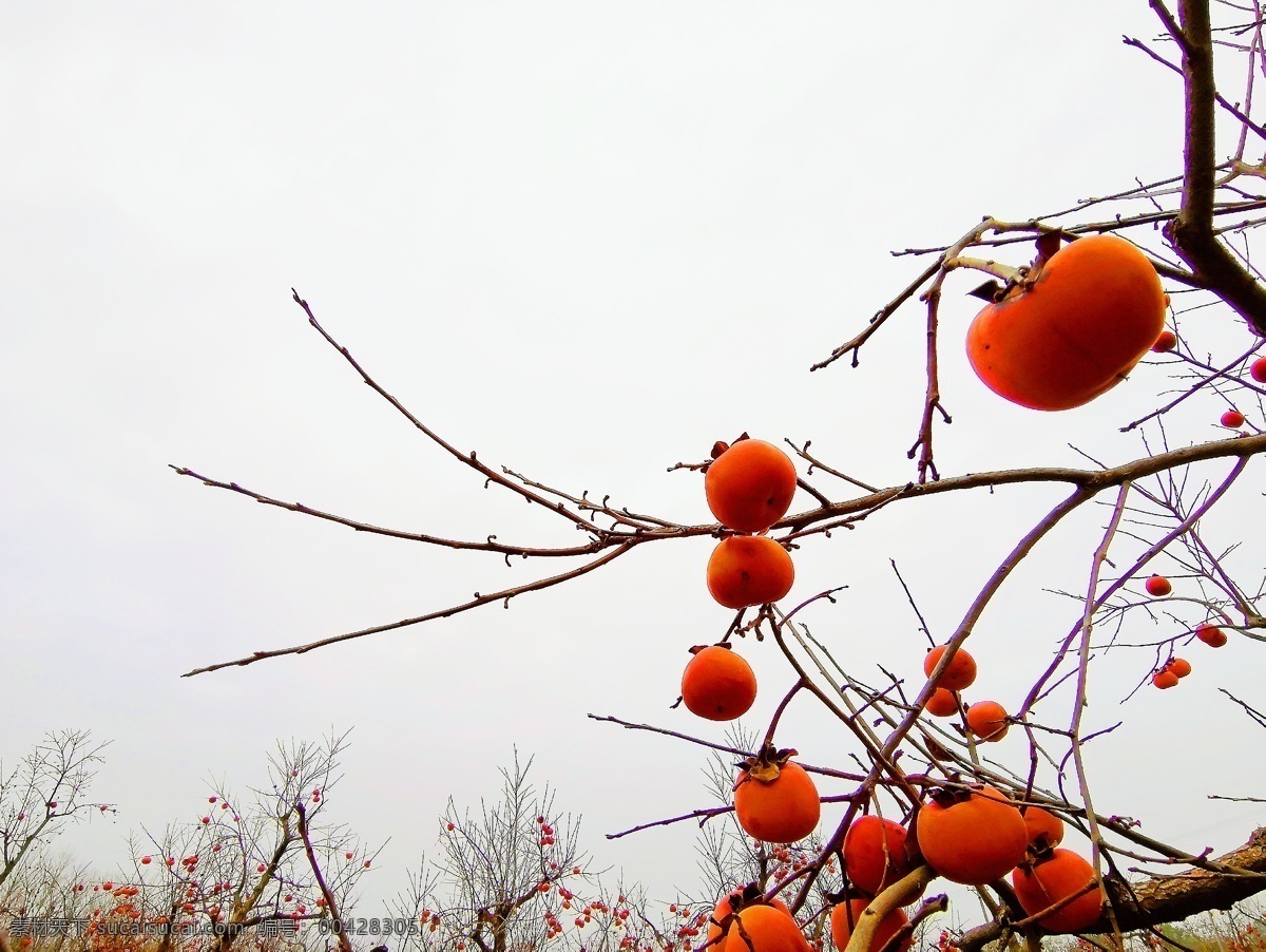 垂柿图片 柿子 黄色 秋天 季节 黄柿子 随手拍 自然景观 田园风光