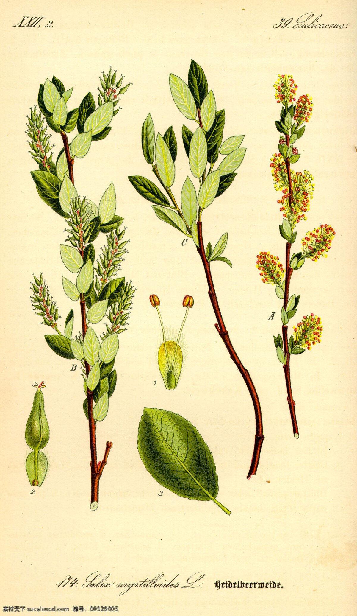手绘植物图谱 手绘植物图册 种子植物 植物 花朵 叶子 花草 绿色植物 绿叶 花草图册 手绘植物 手绘花朵 植物图册 彩色植物图谱 植物科普 文化艺术 绘画书法
