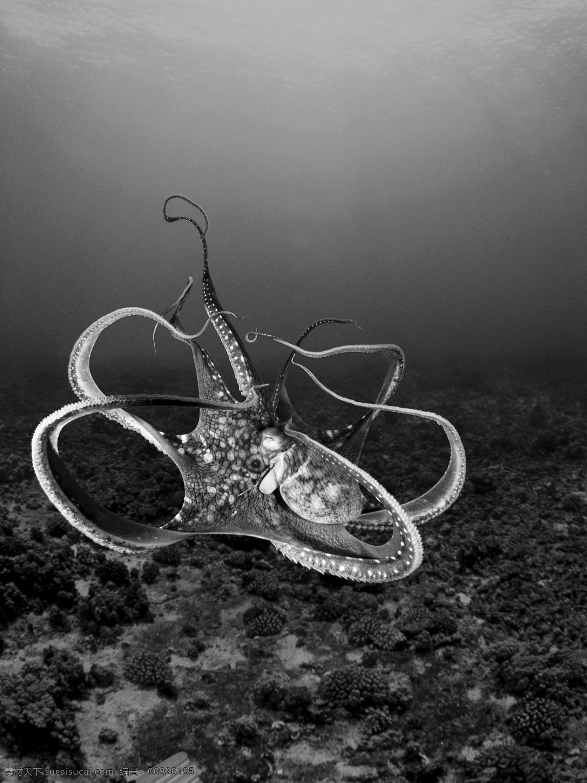 动物 野生 生态 鱼 章鱼 鱿鱼 乌贼 生物世界 海洋生物