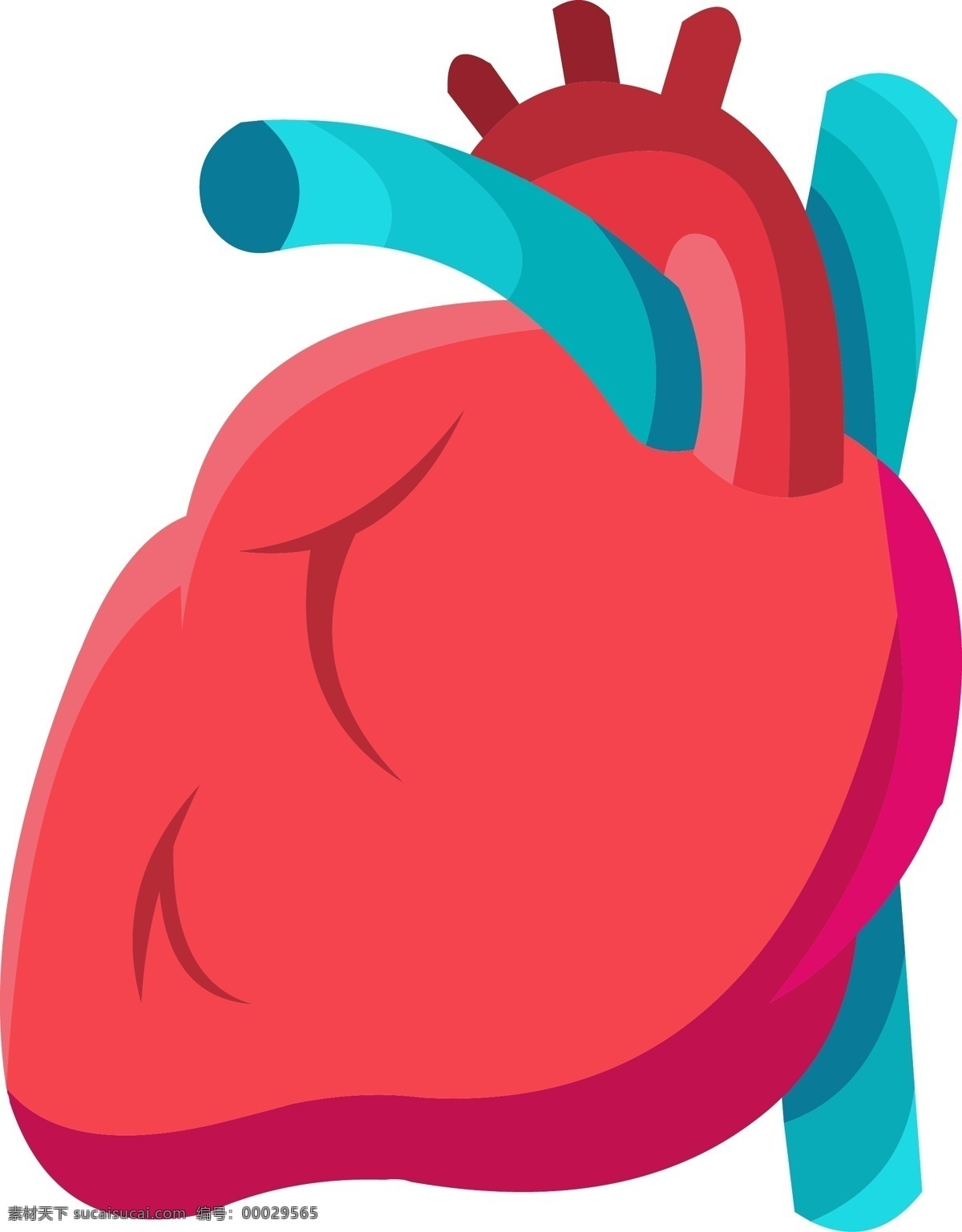 红蓝 手绘 人体 器官 心脏 矢量 免 抠 矢量心脏 心脏结构 器官结构 手绘器官 人体器官 矢量器官 器官图 五脏六腑 脏器 卡通器官