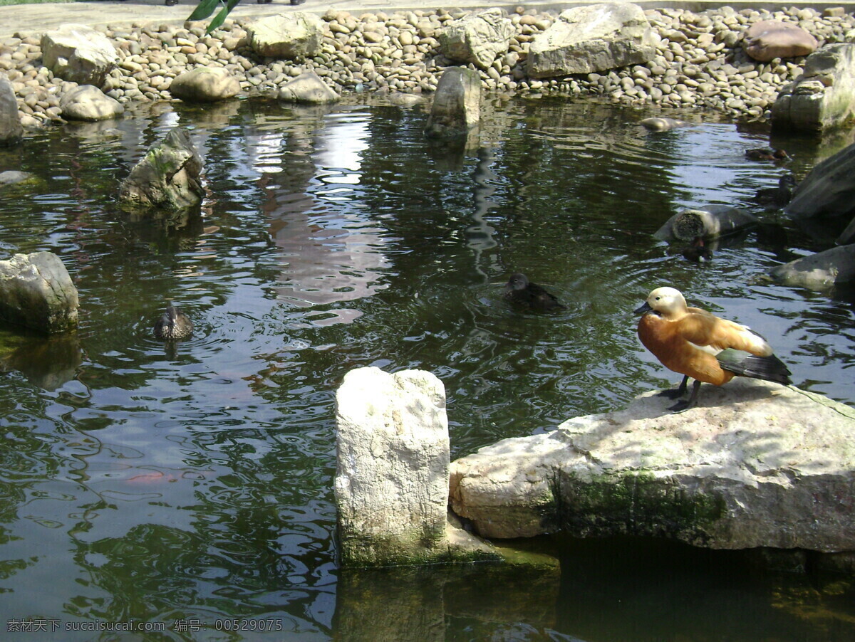 鸳鸯 动物 鸟 生物世界 鱼类