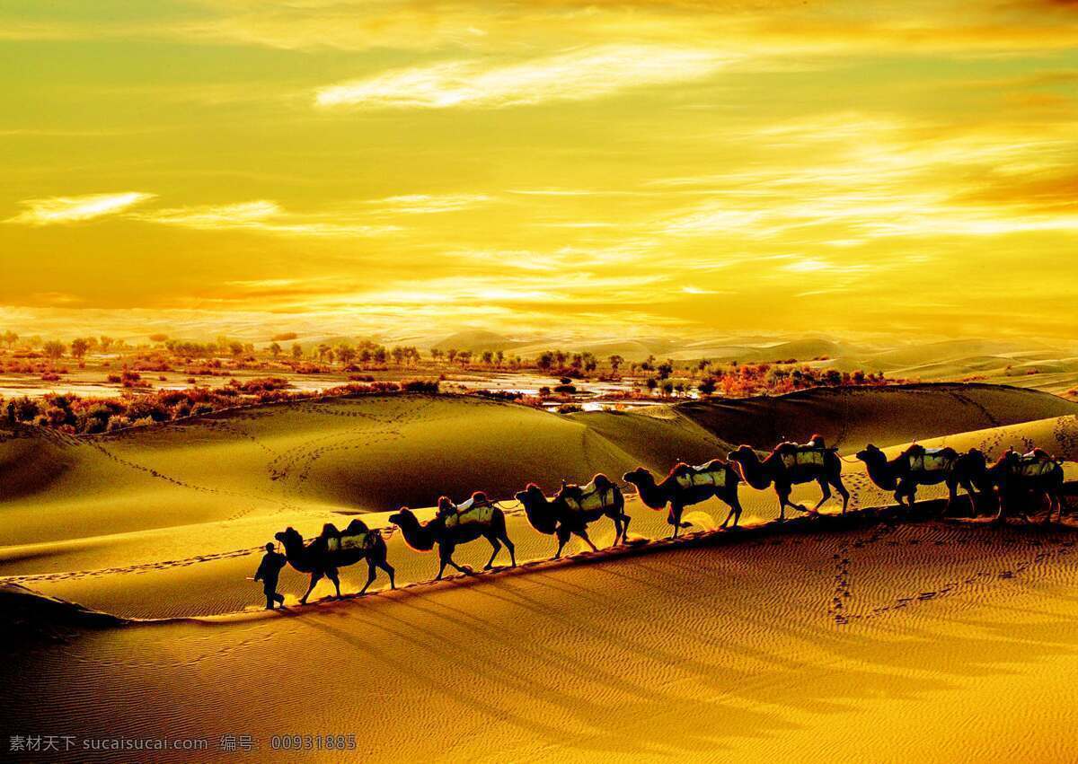 一条遥远的路 丝路 丝绸之路 沙漠 金色 骆驼 黄昏 荒凉 自然风光 自然景观