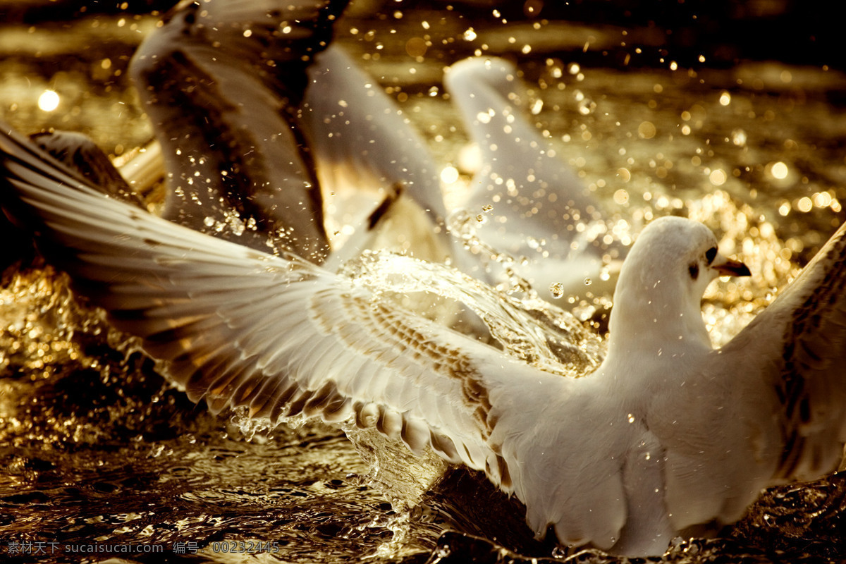 海边白色海鸥 海鸥的图片 海边海鸥图片 海鸥图片大全 海鸥 鸟类 水