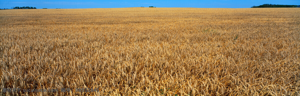 小麦田 小麦 麦田 丰收 茂密 树林 绿色 天空 金黄 田野 广角 自然景观