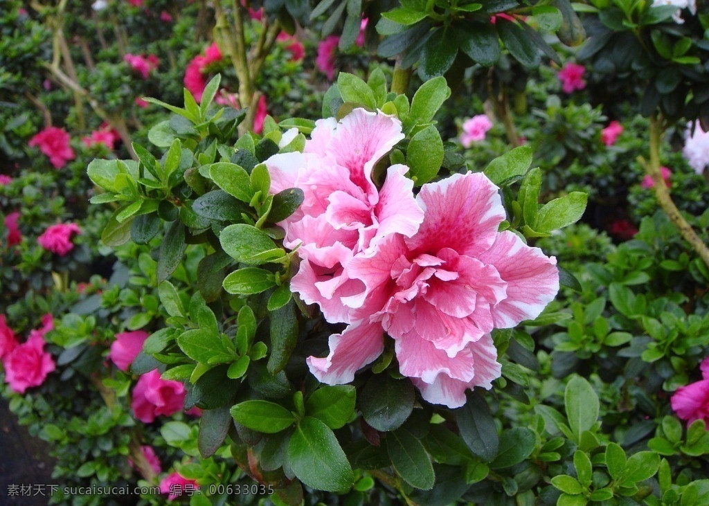 比利时杜鹃 杜鹃 花 高精 杜鹃花 比利时 花草 生物世界