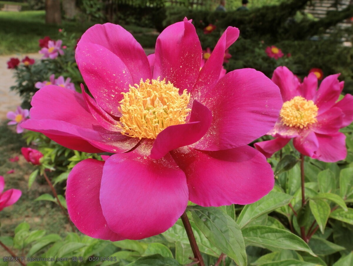 高清 红色 芍药花 红色芍药 红色花朵 鲜花 红花