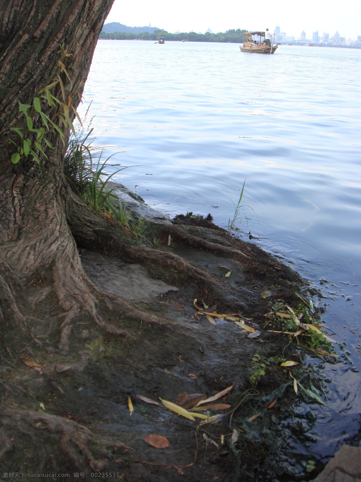 树根 湖边 西湖 风景 树木 黑色