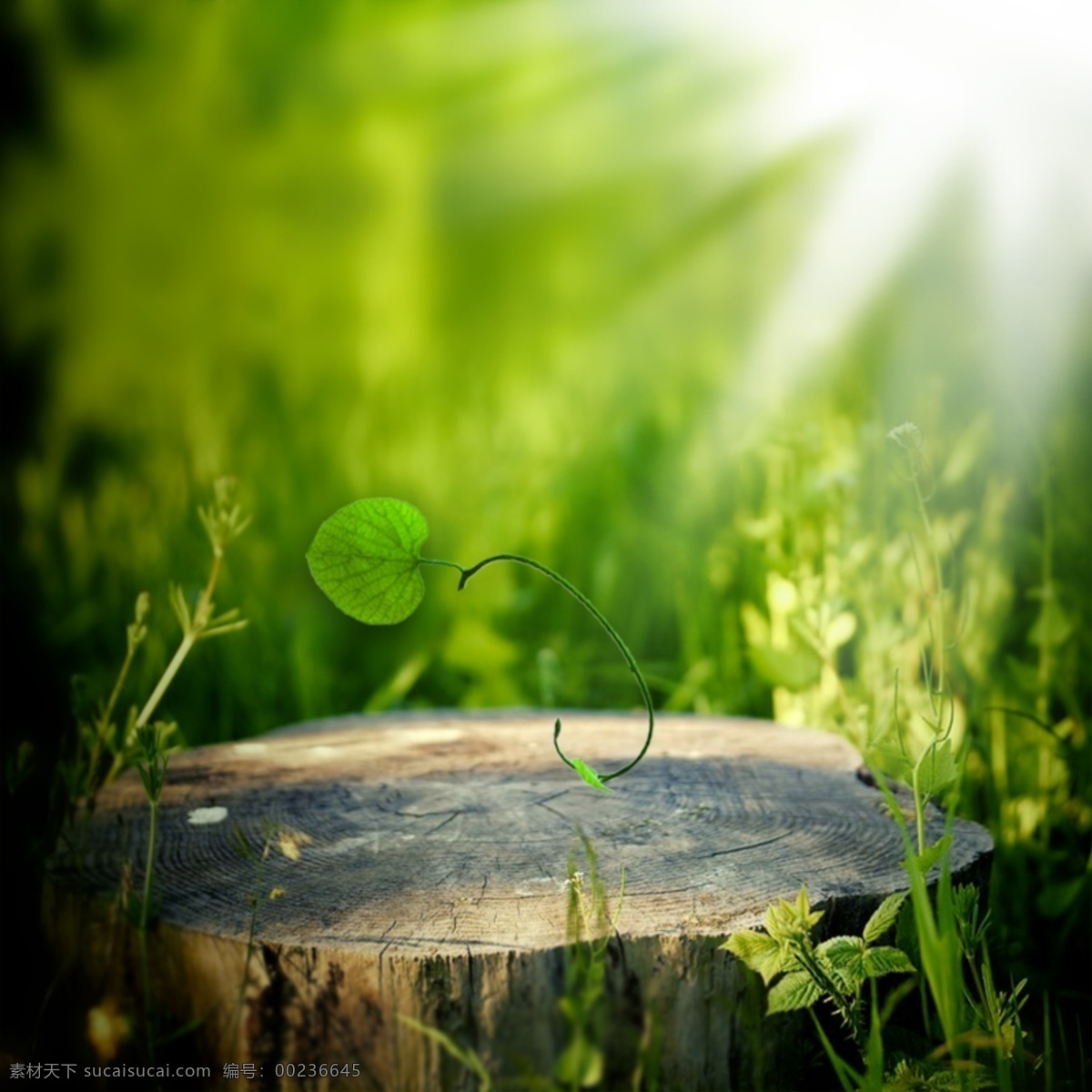绿色生命萌芽 绿色 萌芽 生命 初生的太阳 木头 分层