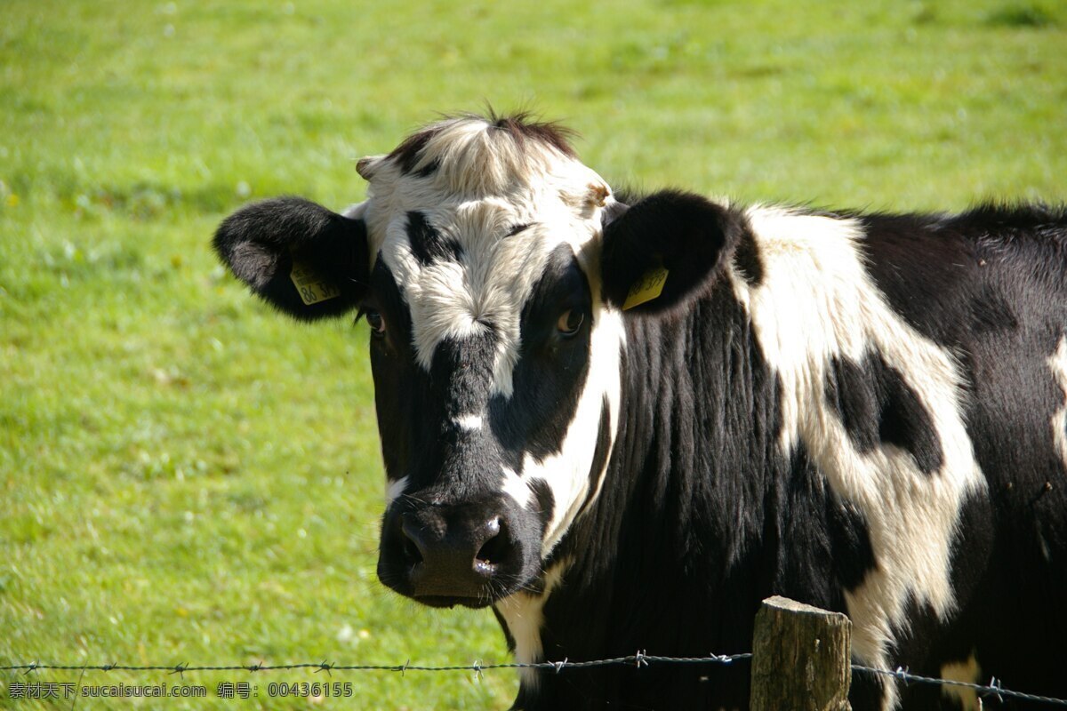 奶牛场 奶牛 奶牛养殖 奶牛吃草 饲养奶牛 牛奶 牧场 牛 荷兰奶牛 新西兰奶牛 新西兰牧场 蓝天 白云 动物 生物世界 家禽家畜