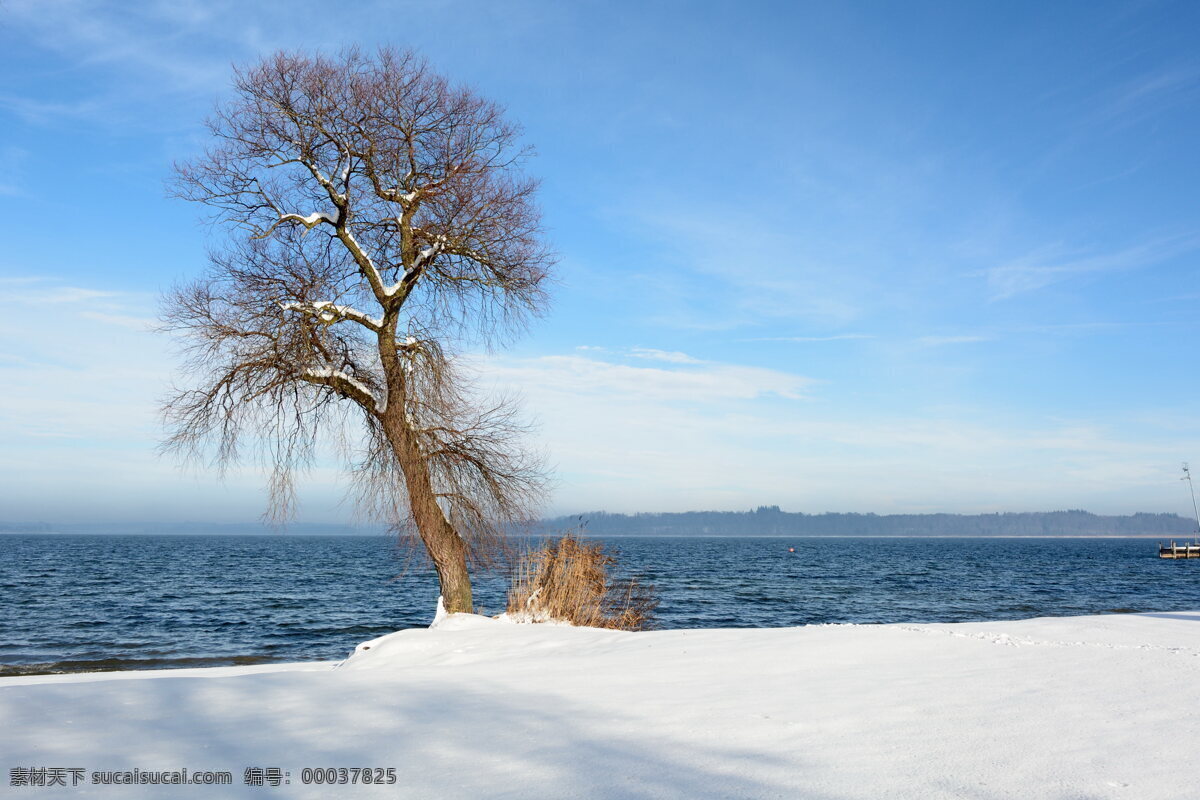 冬季 海湾 雪地 积雪 白雪 枯树
