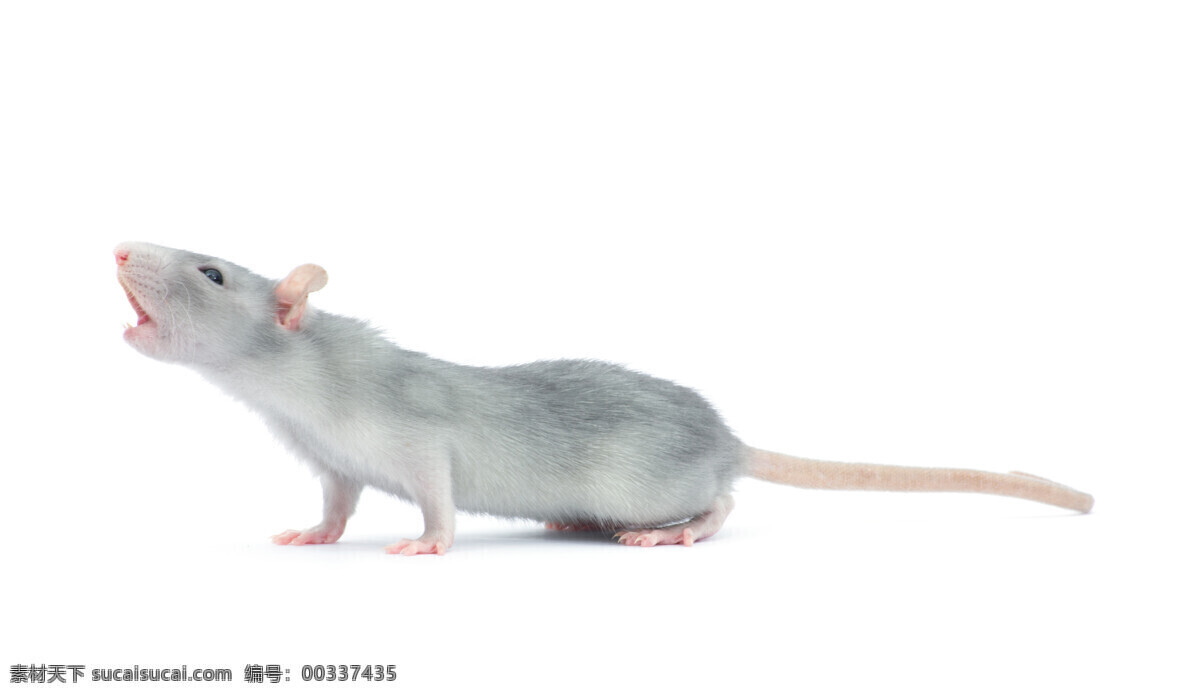 高清小白鼠 小白鼠 小白鼠写真 小白鼠摄影 小白鼠特写 科学小白鼠 实验小白鼠 科学白鼠 试验小白鼠 试验白鼠 白鼠摄影 白鼠写真 白鼠特写 老鼠 小老鼠 宠物鼠 鼠 生物世界 家禽家畜