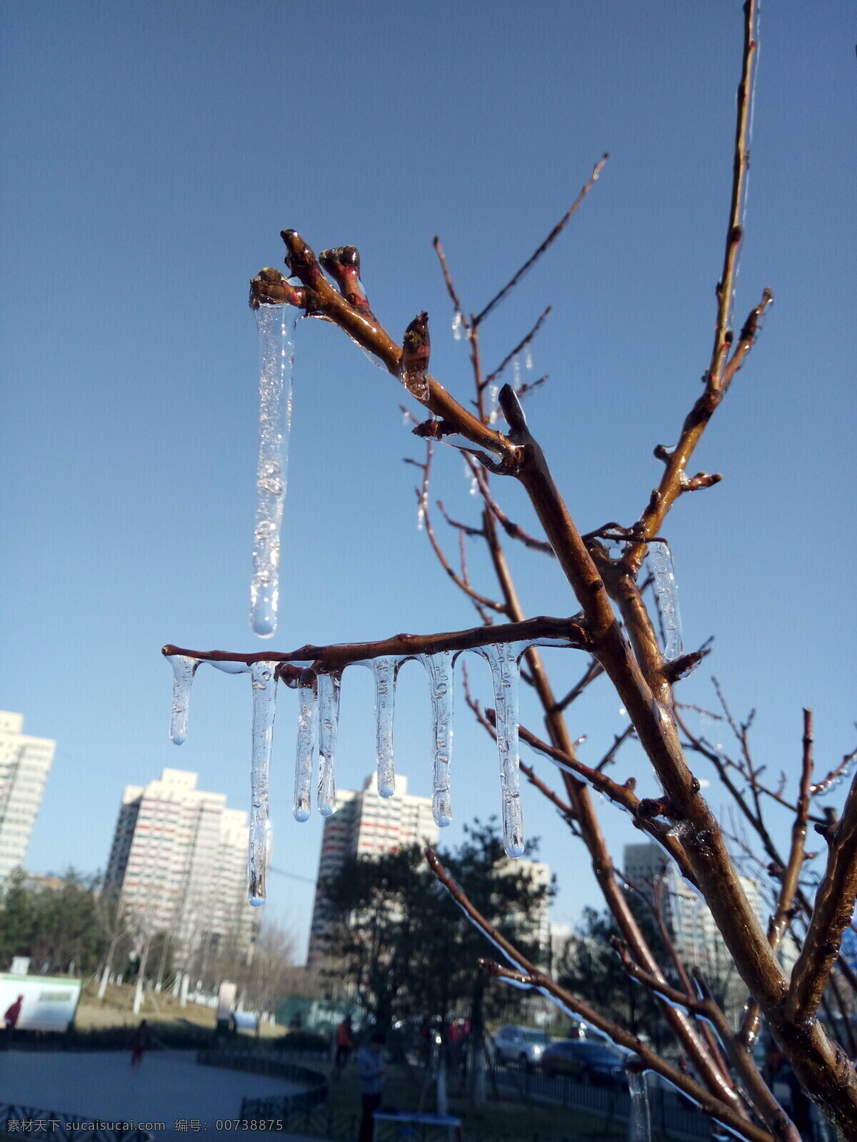 晨曦 晨 冰 冰柱 水柱 冬天 树枝 生活百科 生活素材