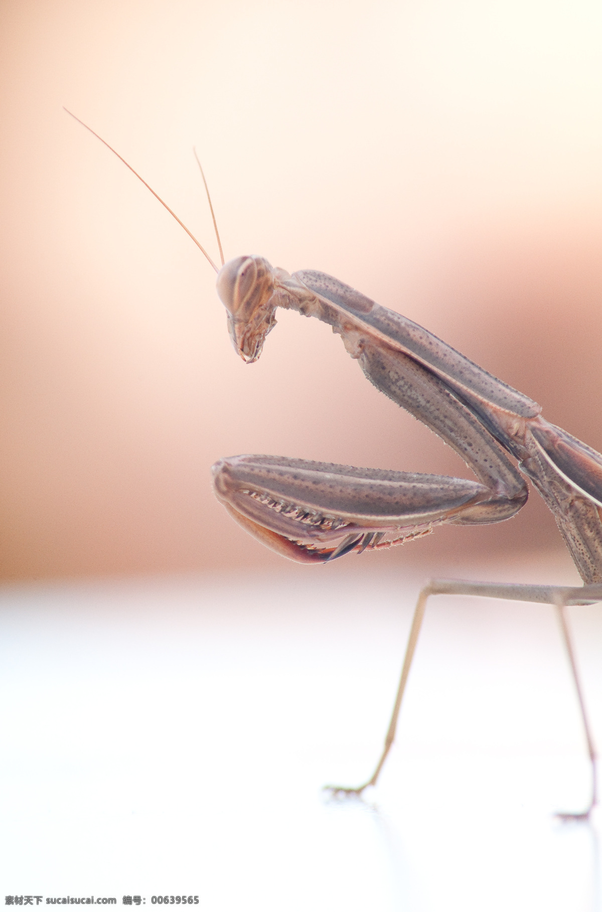 螳螂 虫子 昆虫 生物世界 螳螂特写 螳螂素材