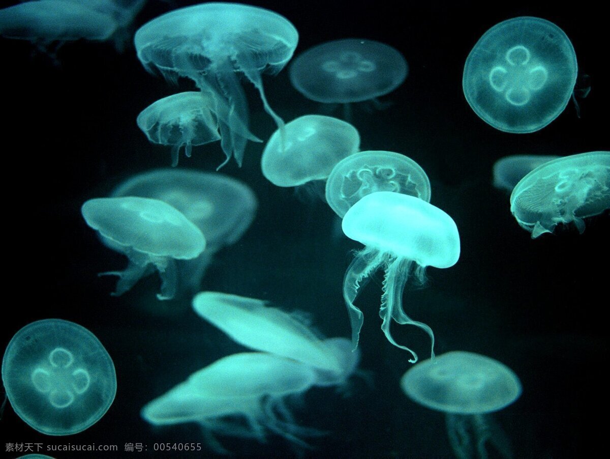 海洋生物 海洋 生物世界 水母 　 海底 世界 海底景色