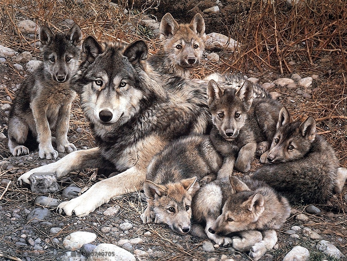 狼 　 动物 插图 动物插图14 设计素材 肉食动物 动物插图 书画美术 灰色