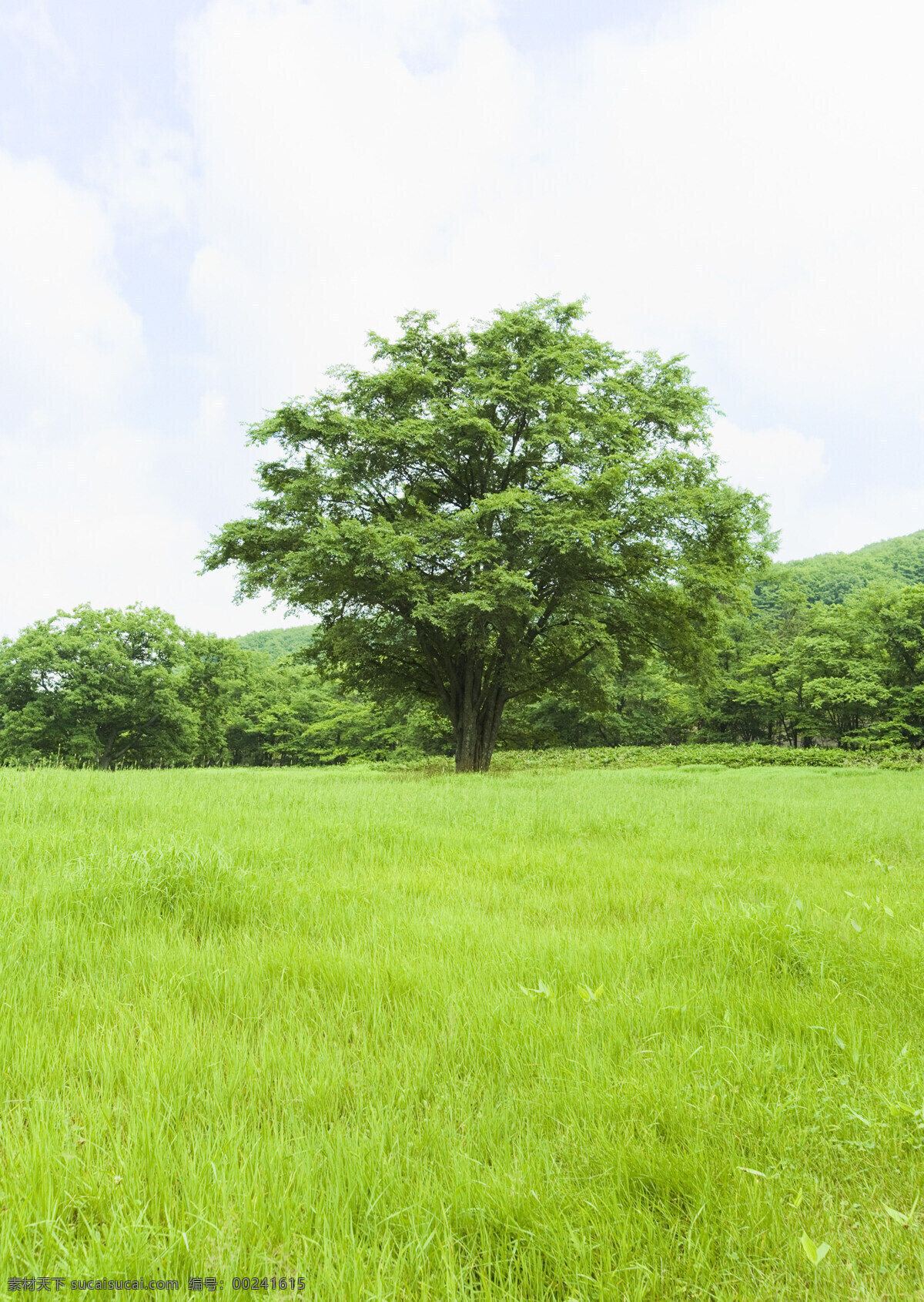 草地 树林 特写 绿地 绿草 草坪 郊外风景 户外 大自然 草原 草 草原风景 草原图片 摄影图片 高清图片 花草树木 生物世界 白色