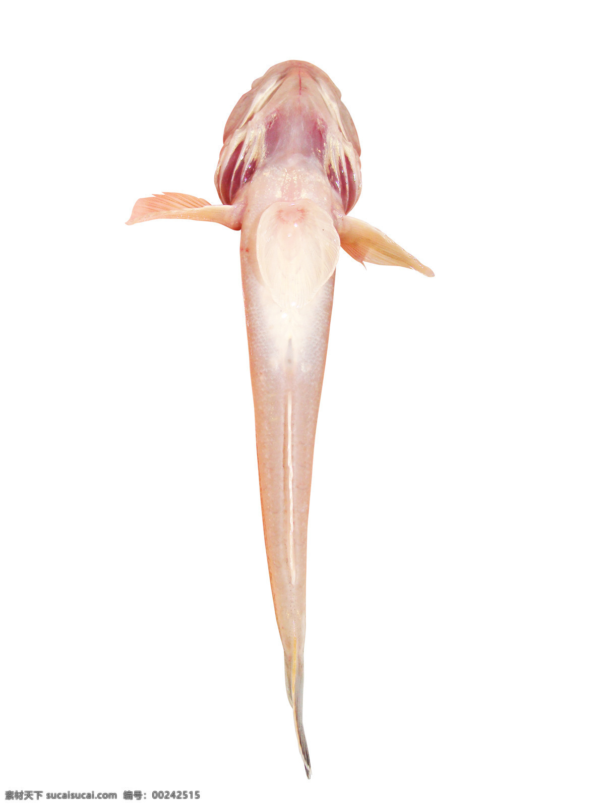 虾 虎 鱼 生物世界 鱼类 虾虎鱼 胖头鱼