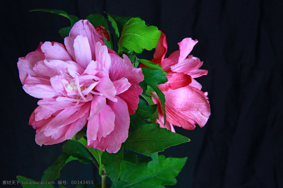 高清 粉色 牡丹花 粉色花朵 红牡丹 牡丹 鲜花