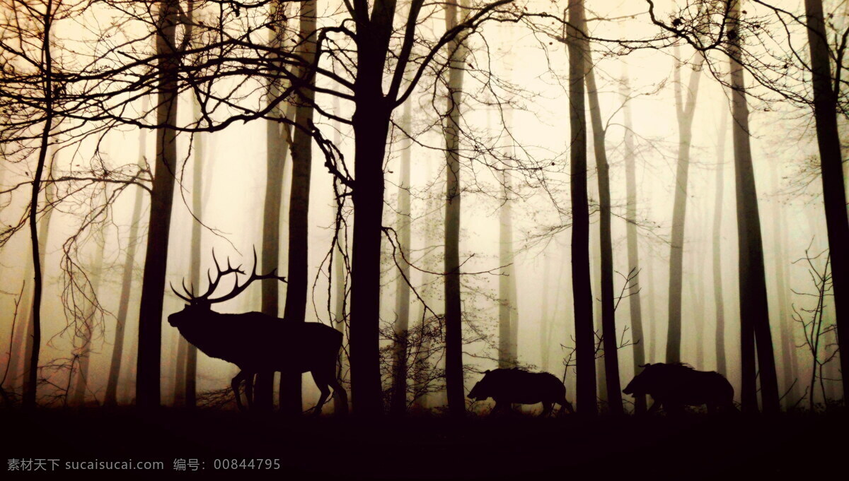 迷雾森林动物 迷雾森林 迷雾 雾气 雾蒙蒙 森林 树林 小树林 林木 树木 森林动物 麋鹿 野猪 野生动物 动物 生物世界 动物世界