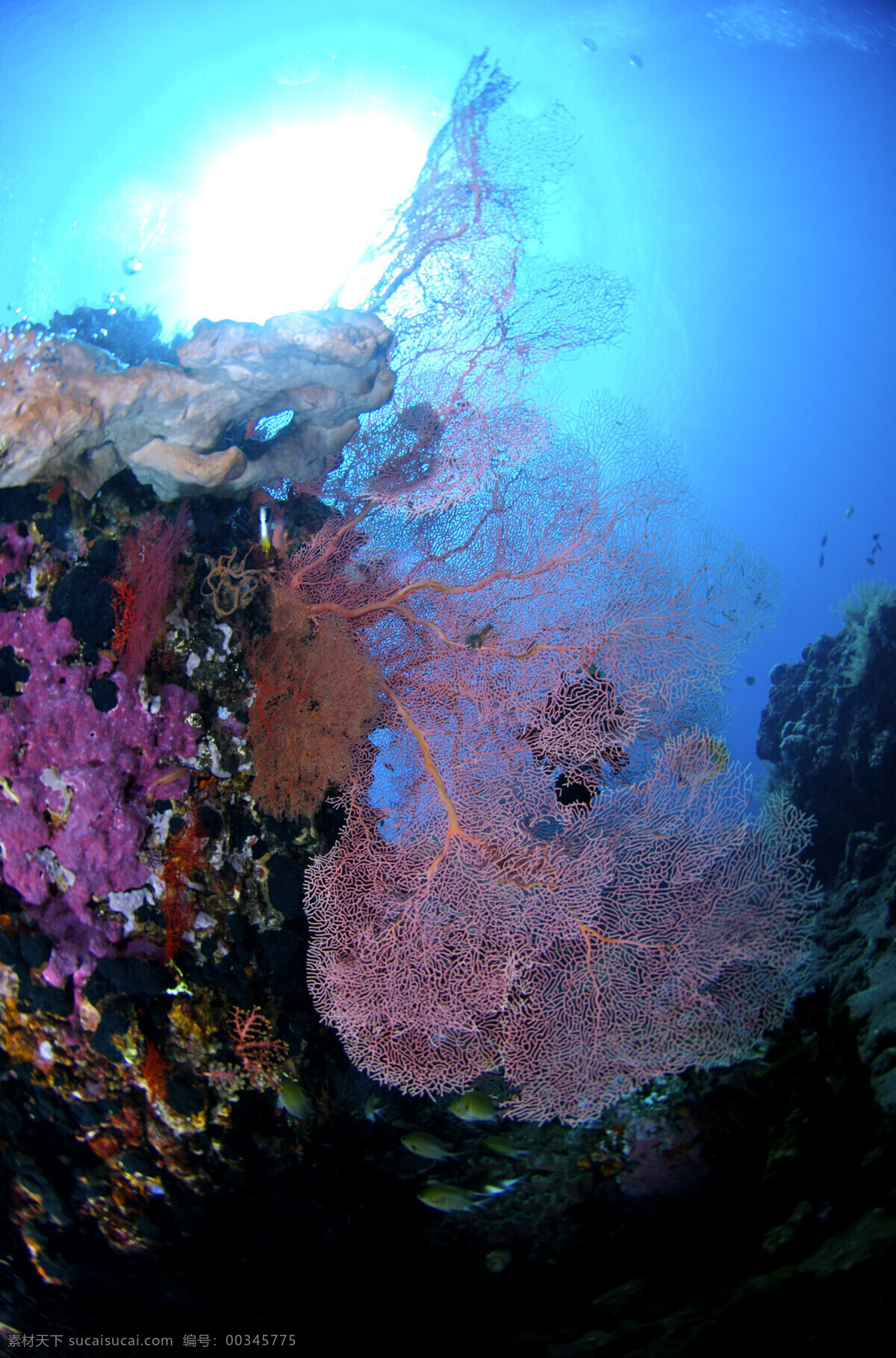 海底世界 海水 生物 海洋 海底生物 珊瑚 生物世界 海洋生物 小鱼