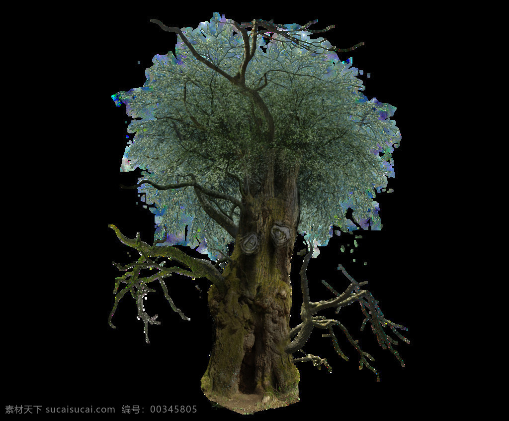 百年 老树 元素 植物 树 古老 珍惜 透明元素 png元素 免抠元素